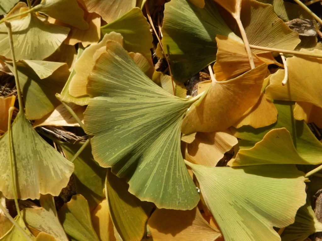A pile of ginkgo leaves.