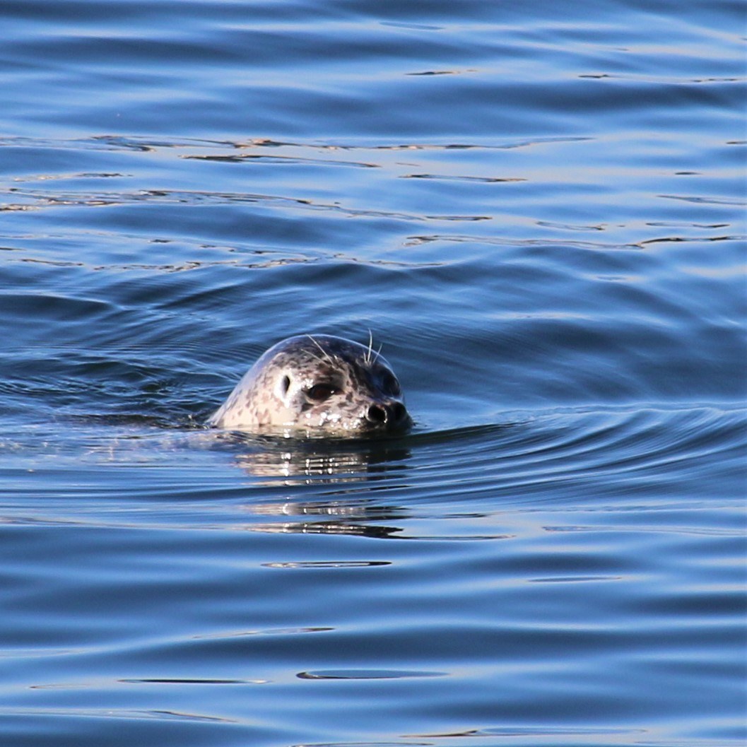 seal in Elliot Bay