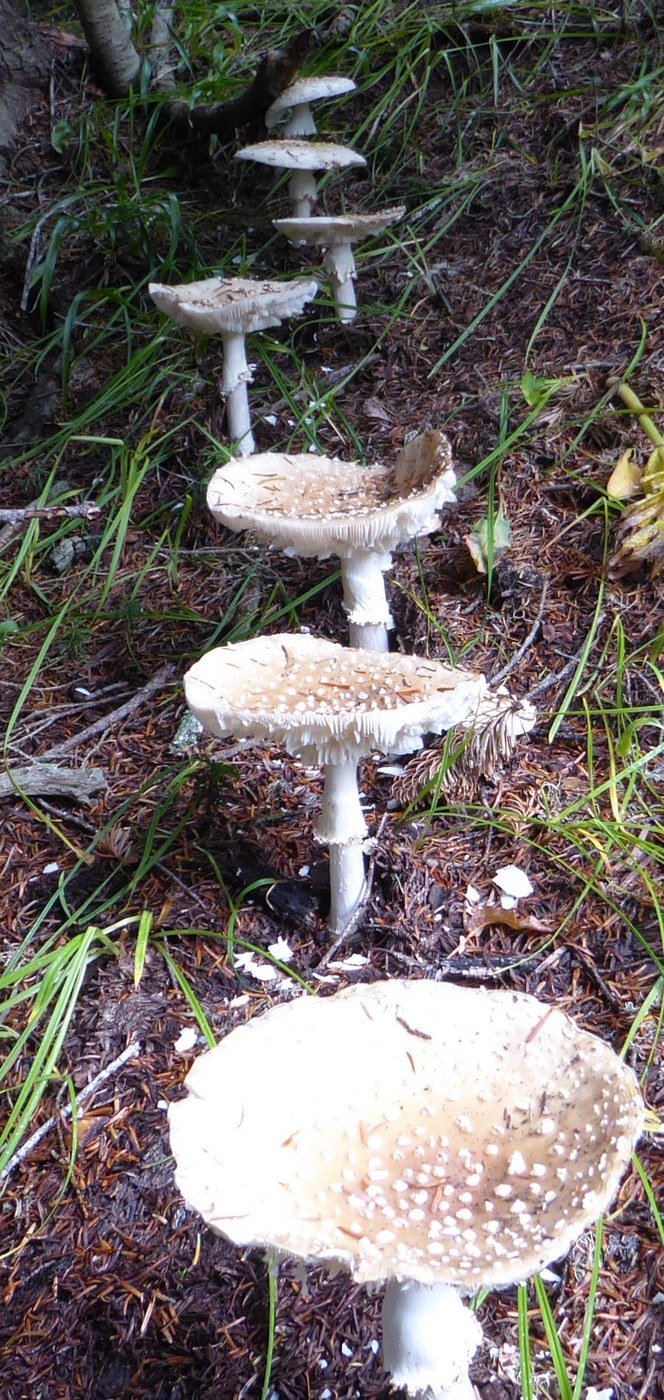 Parade of mushrooms