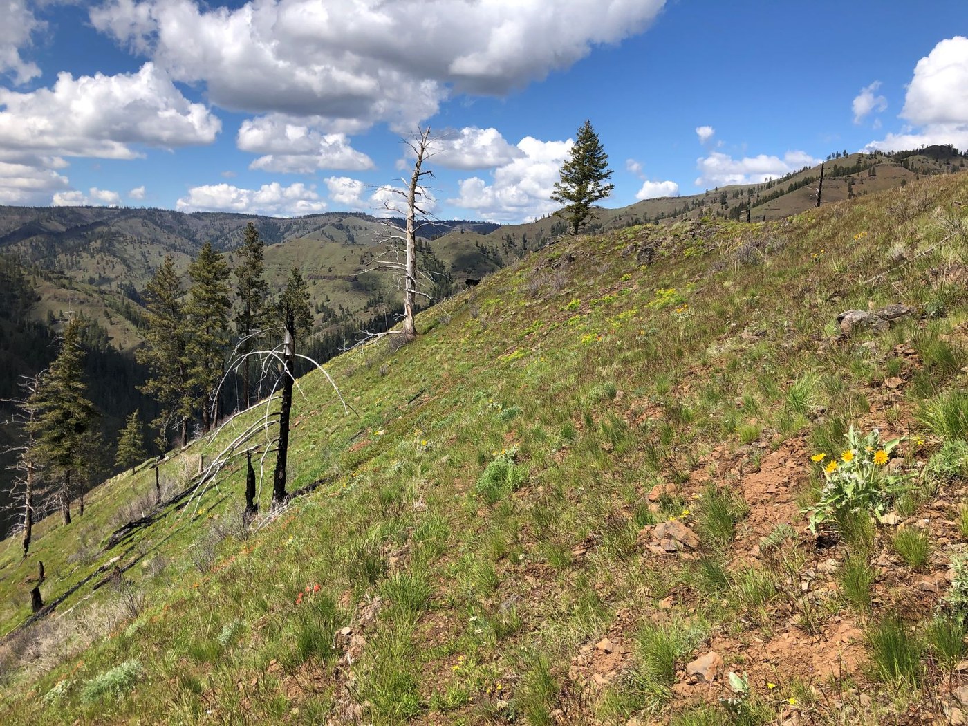 Section where the trail is faint (center of photo).