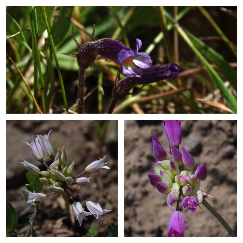 Broomrape and taper-tip onions