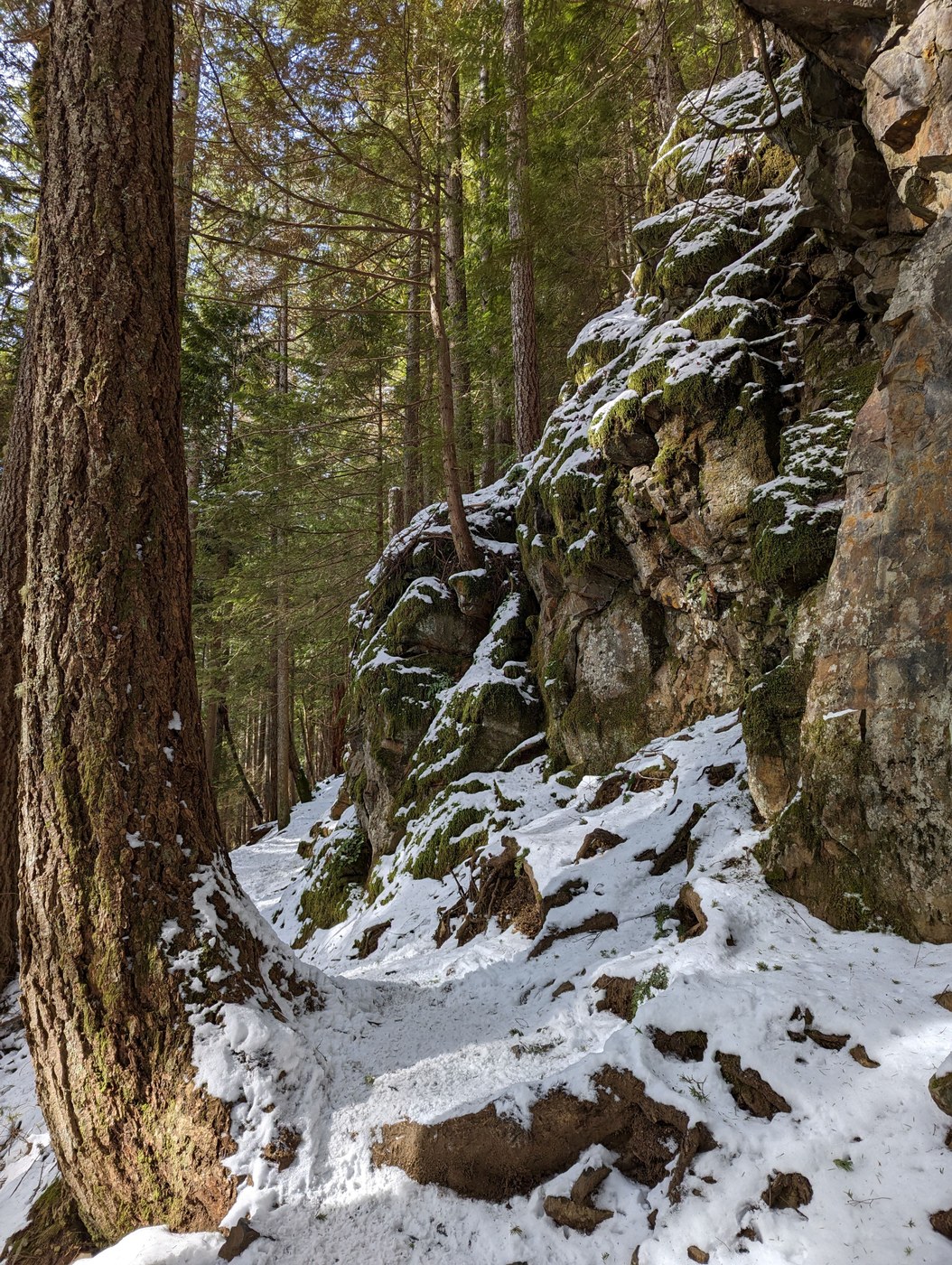 Moss and Snow