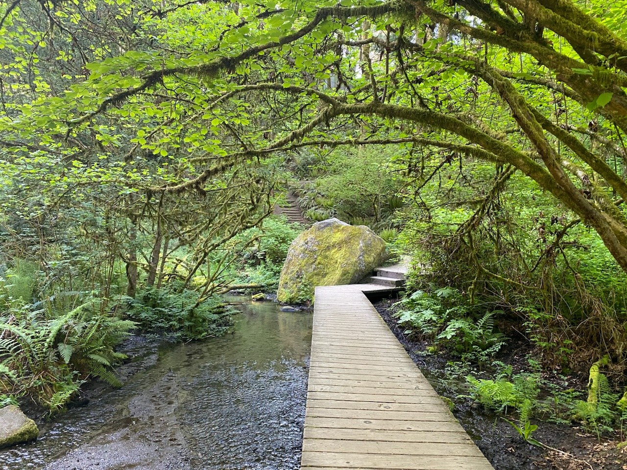Ravenna Park. Photo by AustinEats. Trees create a canopy over a boardwalk bridge in Ravenna Park. Photo by trip reporter AustinEats.