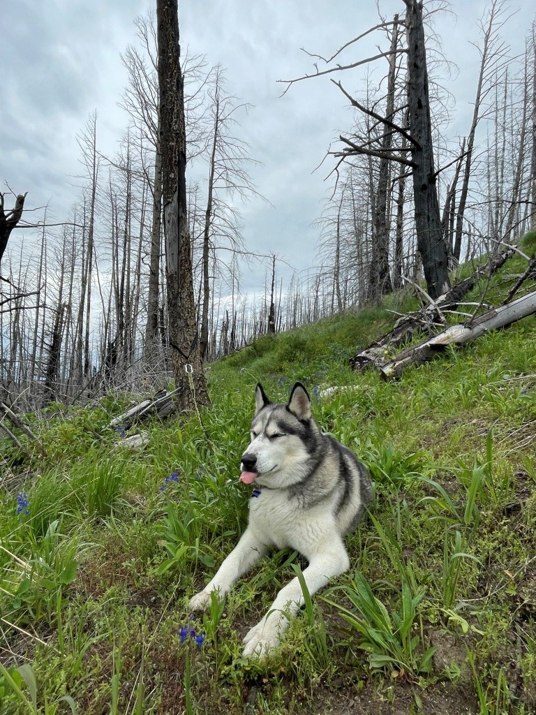 My pup practicing his profanity near the top of the trail.