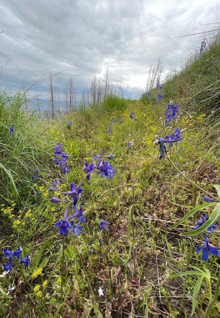 The trail is covered in wildflowers near the junction—literally!