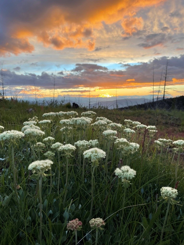 Buckwheat in bloom and a gorgeous sunset.