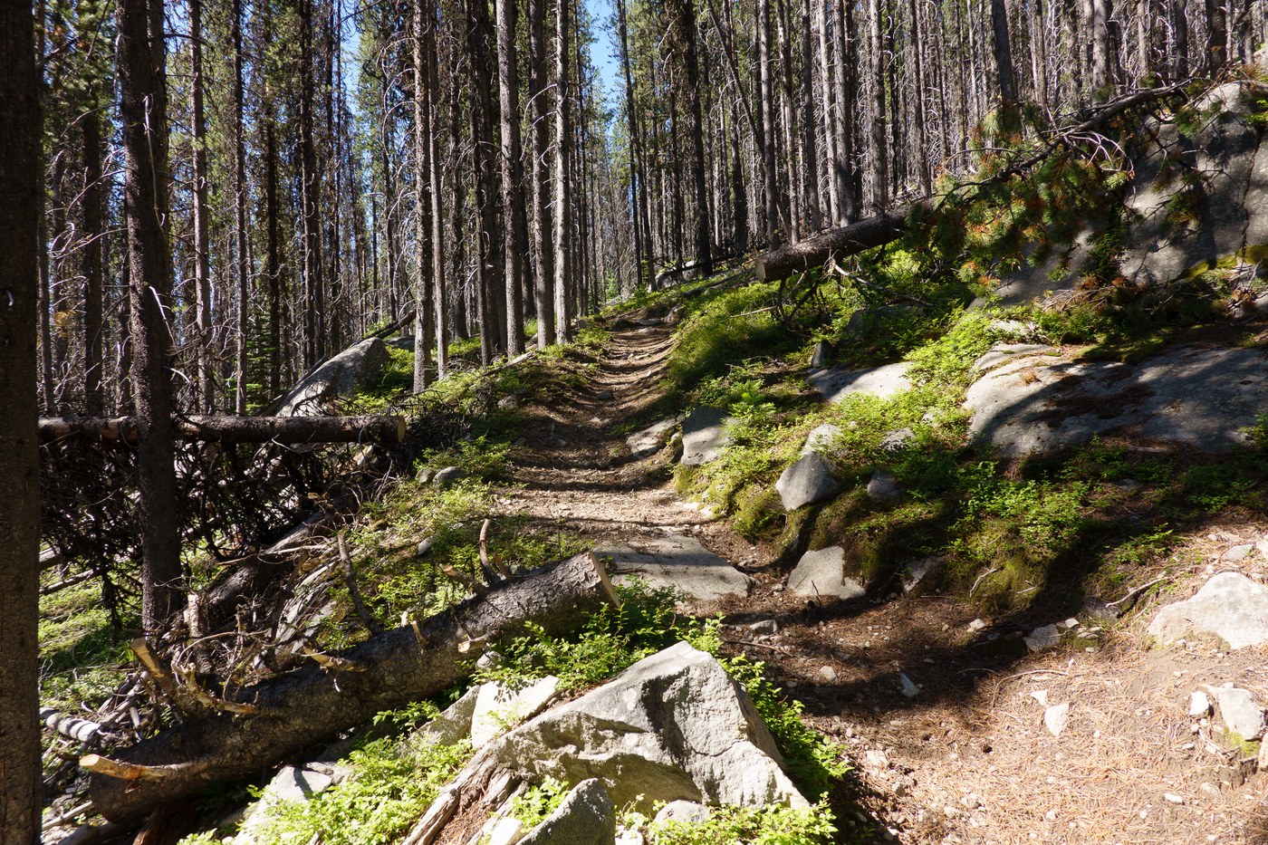 Wapaloosie Mountain Trail #15