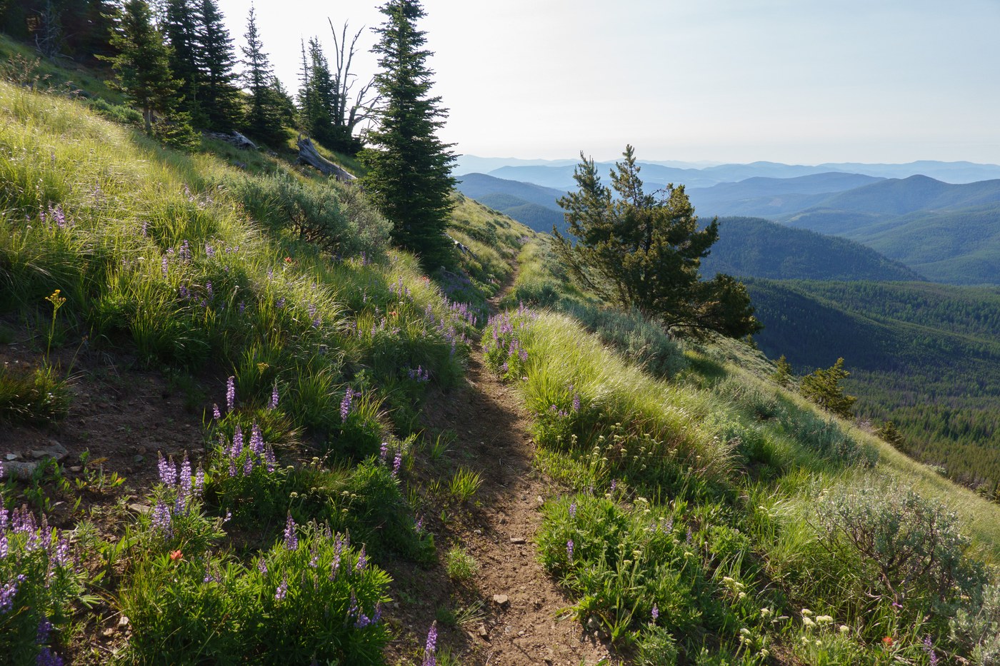 Wapaloosie Mountain Trail #15