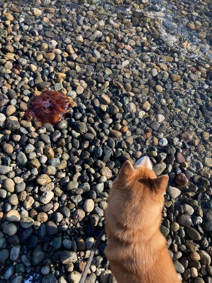 One of the jellyfish we saw in the afternoon.