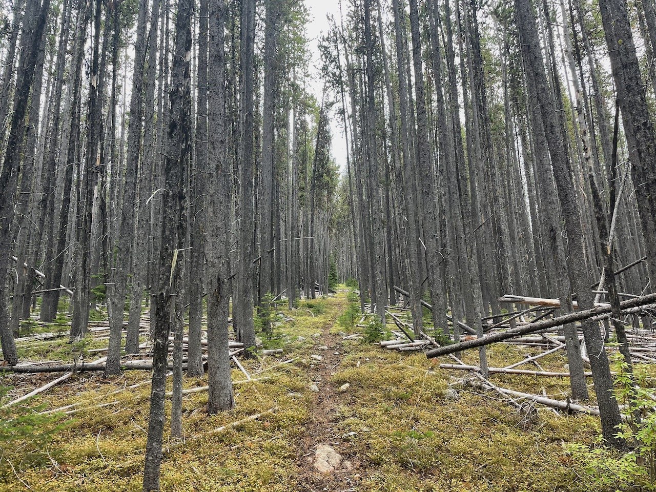 Timber Ridge Trail
