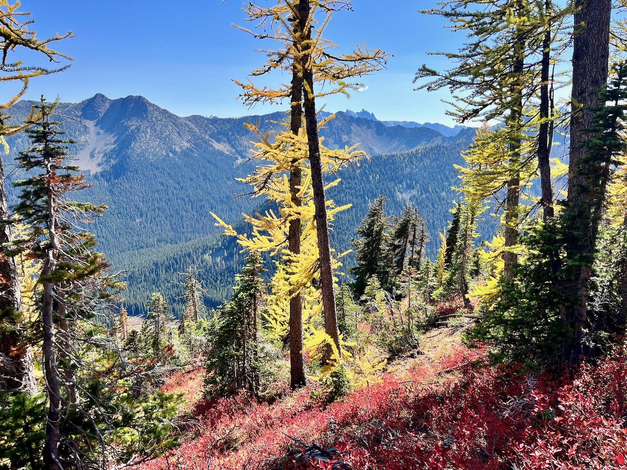 Some of the fall colors along the PCT.