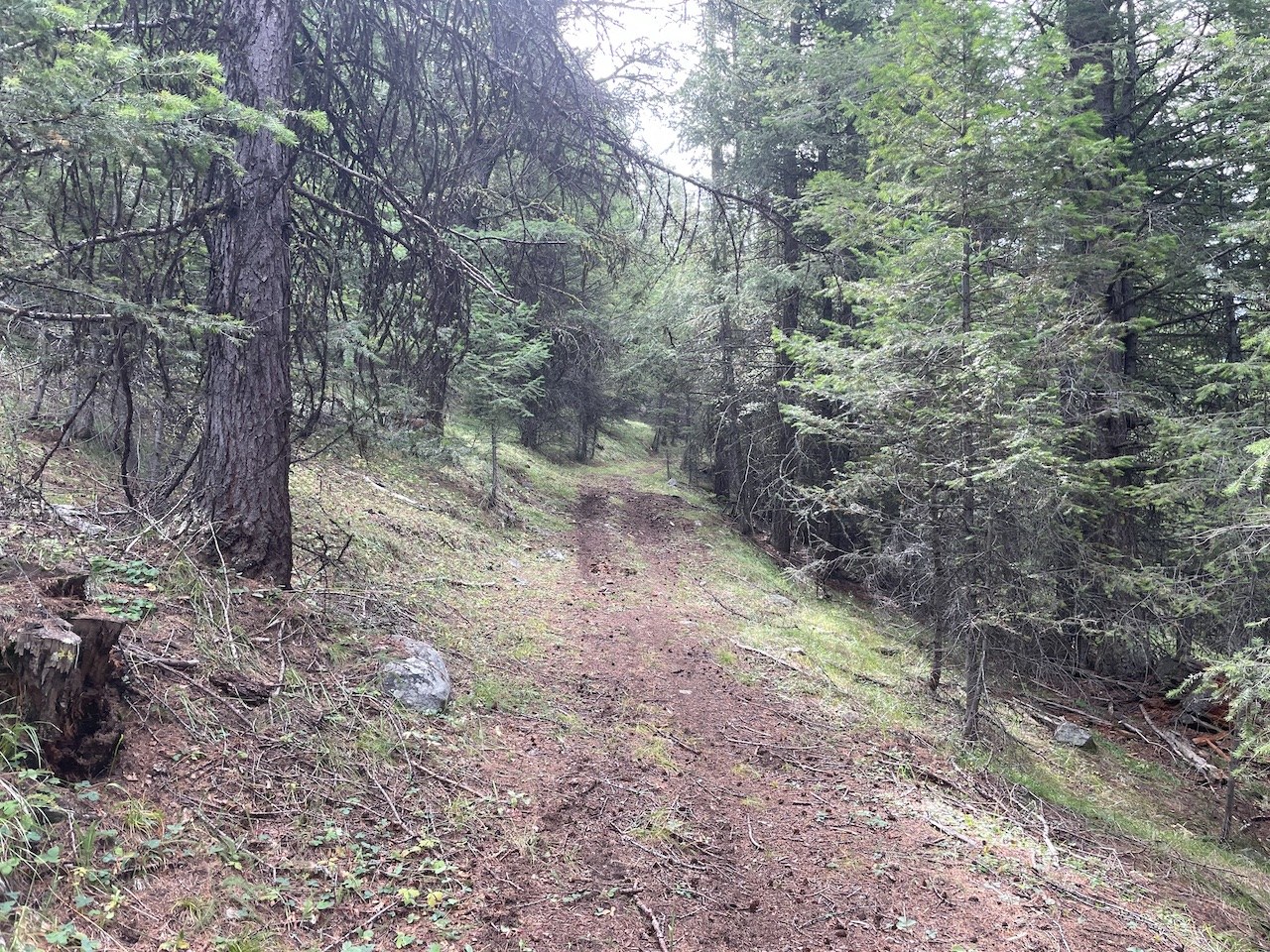 Road portion of Timber Ridge Trail.