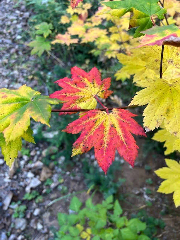 Fall Color