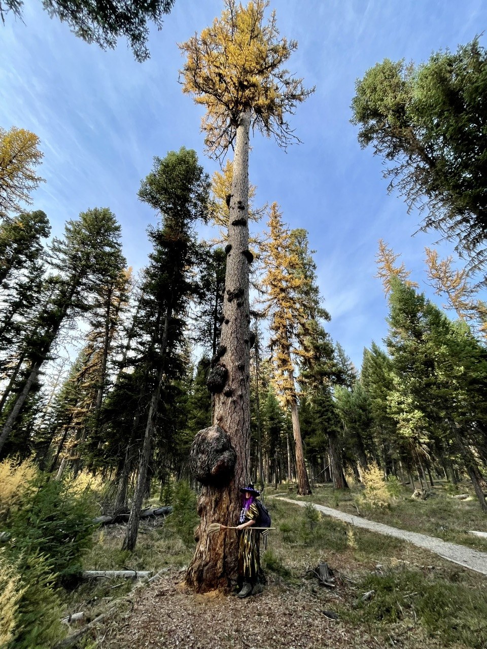 Giant Western Larch and the witch.