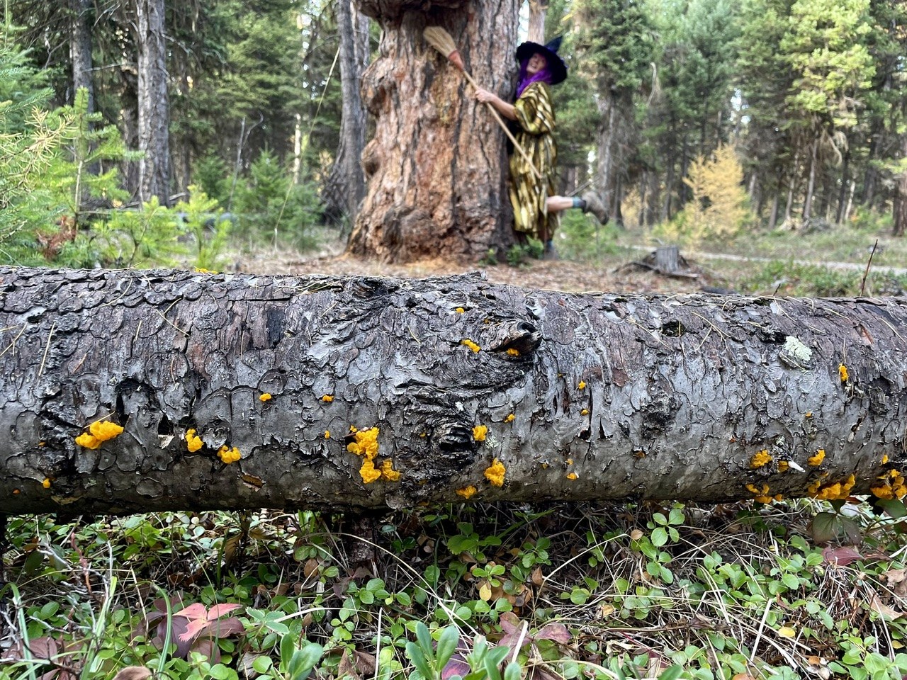 The Witch, the warted tree and witches butter.