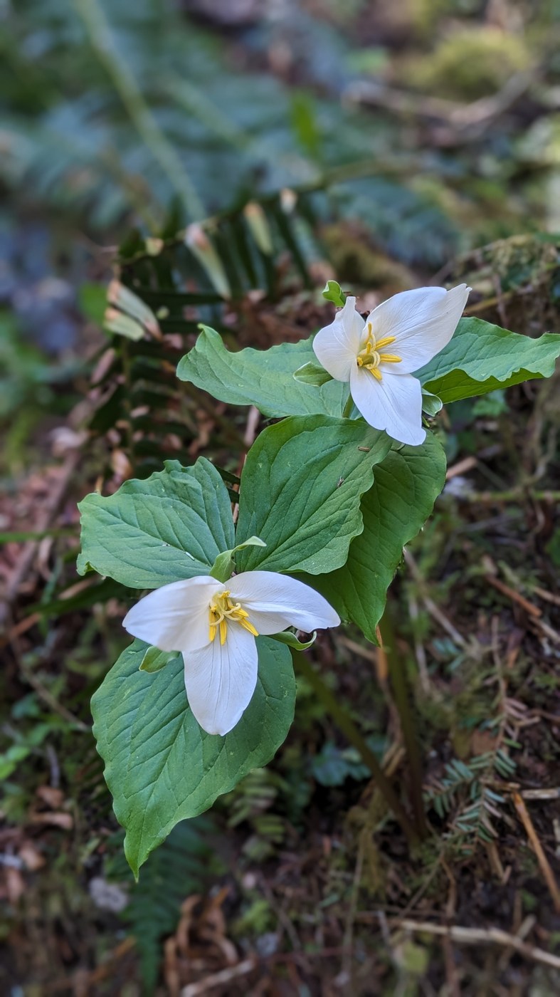 Lots of Trillium blooming