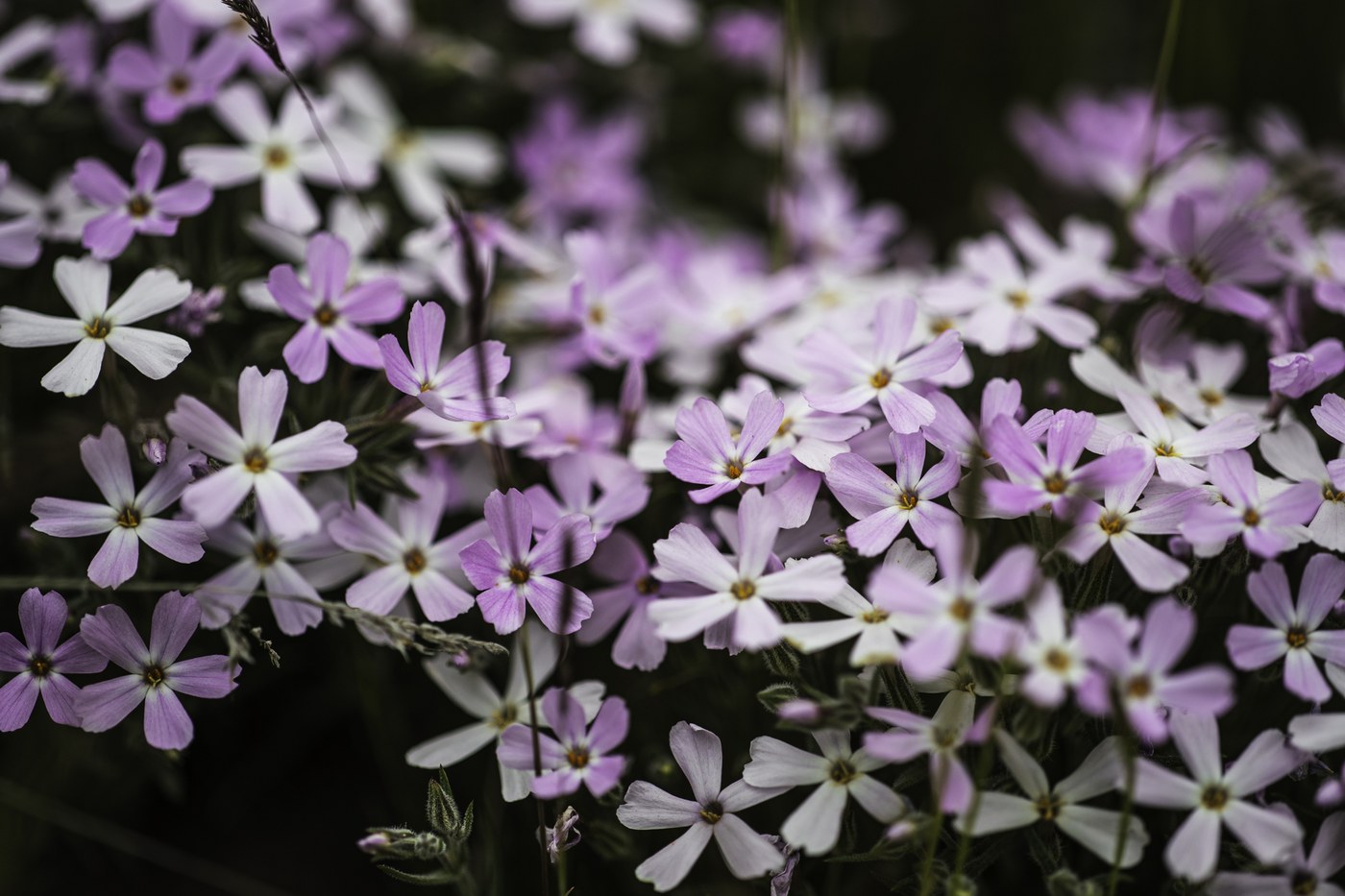 Small purple phlox at the Whiskey Dick Wildlife Area. Photo by trip reporter dxcharles.