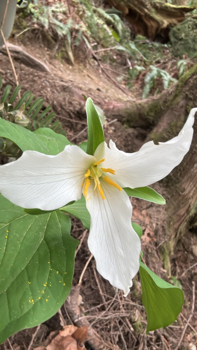 the only trillium I saw