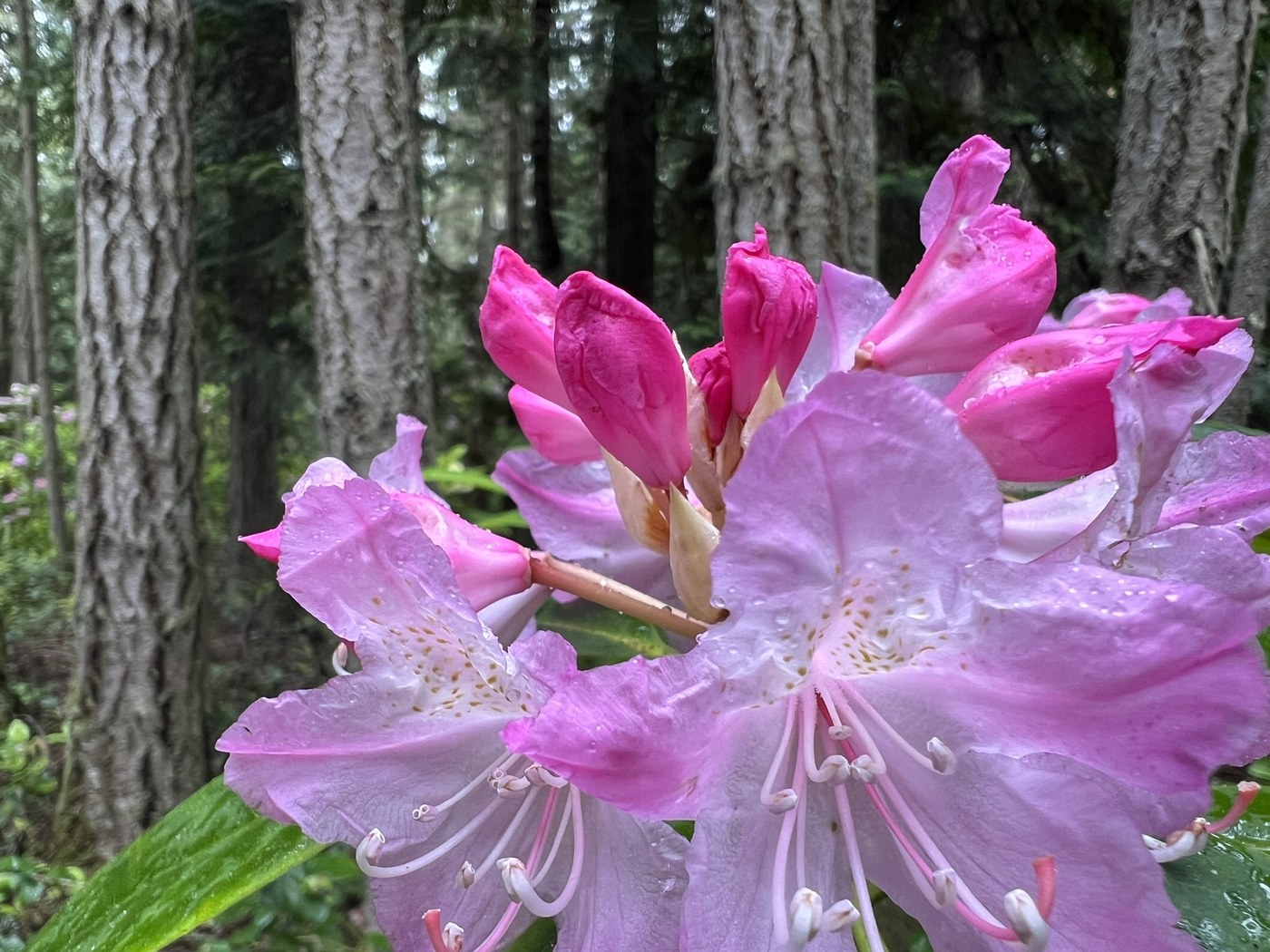 Miller Peninsula-Thompson Spit by Jessi Loerch
