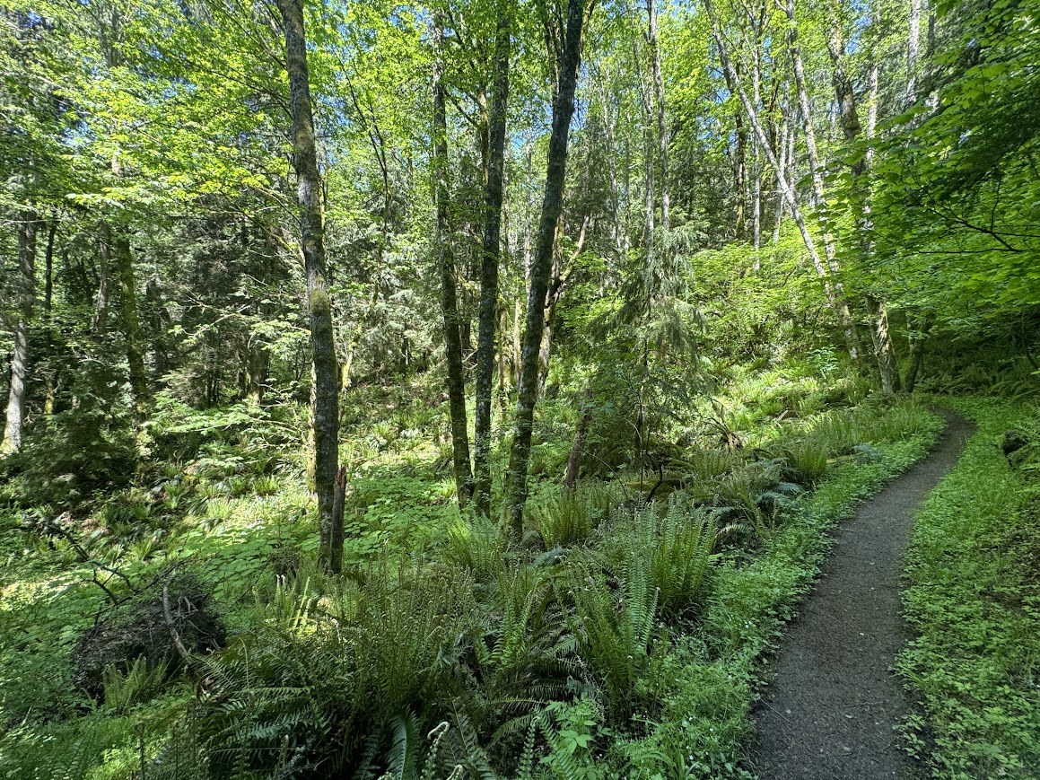 May Valley Loop. Photo by Vera G. The forested trails of the May Valley Loop. Photo by trip reporter Vera G.