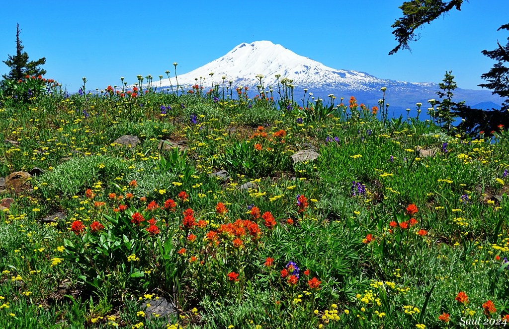 Indian paintbrush, among other wildlfowers, with Mount Adams in the background, along the Monte Cristo trail. Photo by trip reporter Sunrise Creek/Susan Saul. 