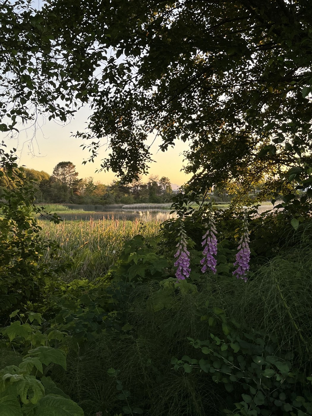 Edmonds Marsh by Linnea Johnson
