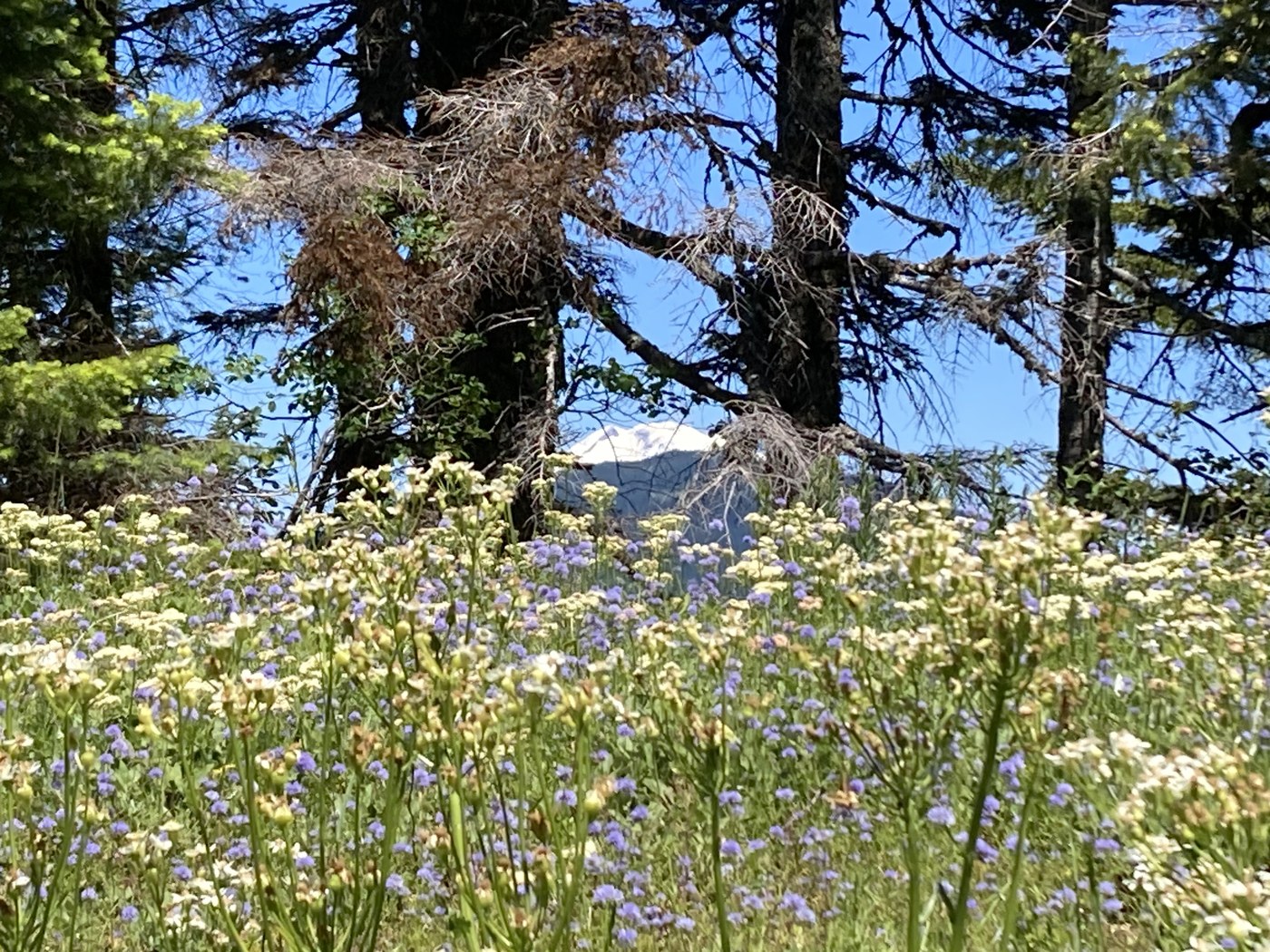 Mt. Adams through the trees.