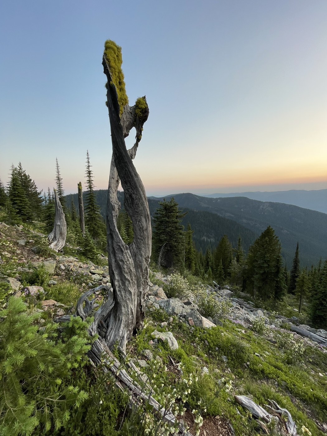 My favorite old snag at the top of North Fork Sullivan Creek Trail by Holly Weiler