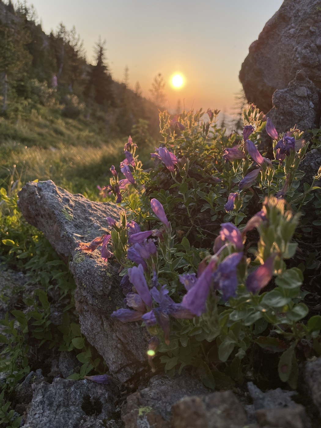 Penstemon at sunrise on Crowell Ridge by Holly Weiler