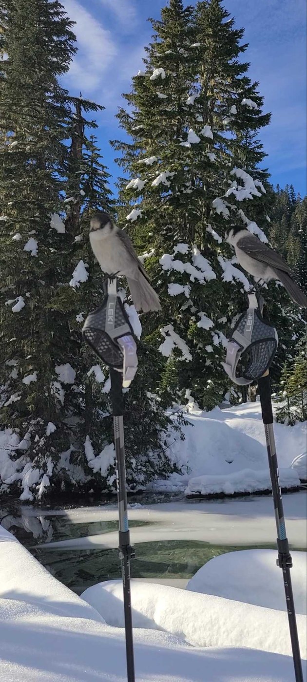 Mowich Lake Snowshoe by Christy