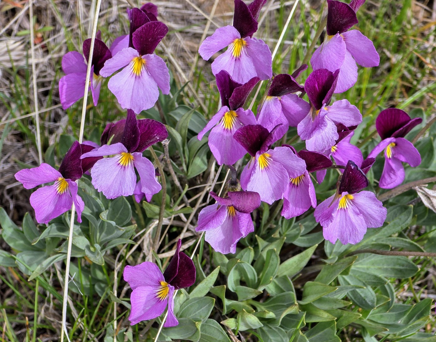 A cluster of sagebrush violet at the Cowiche Canyon Preserve. Photo by trip reporter AlpsDayTripper.