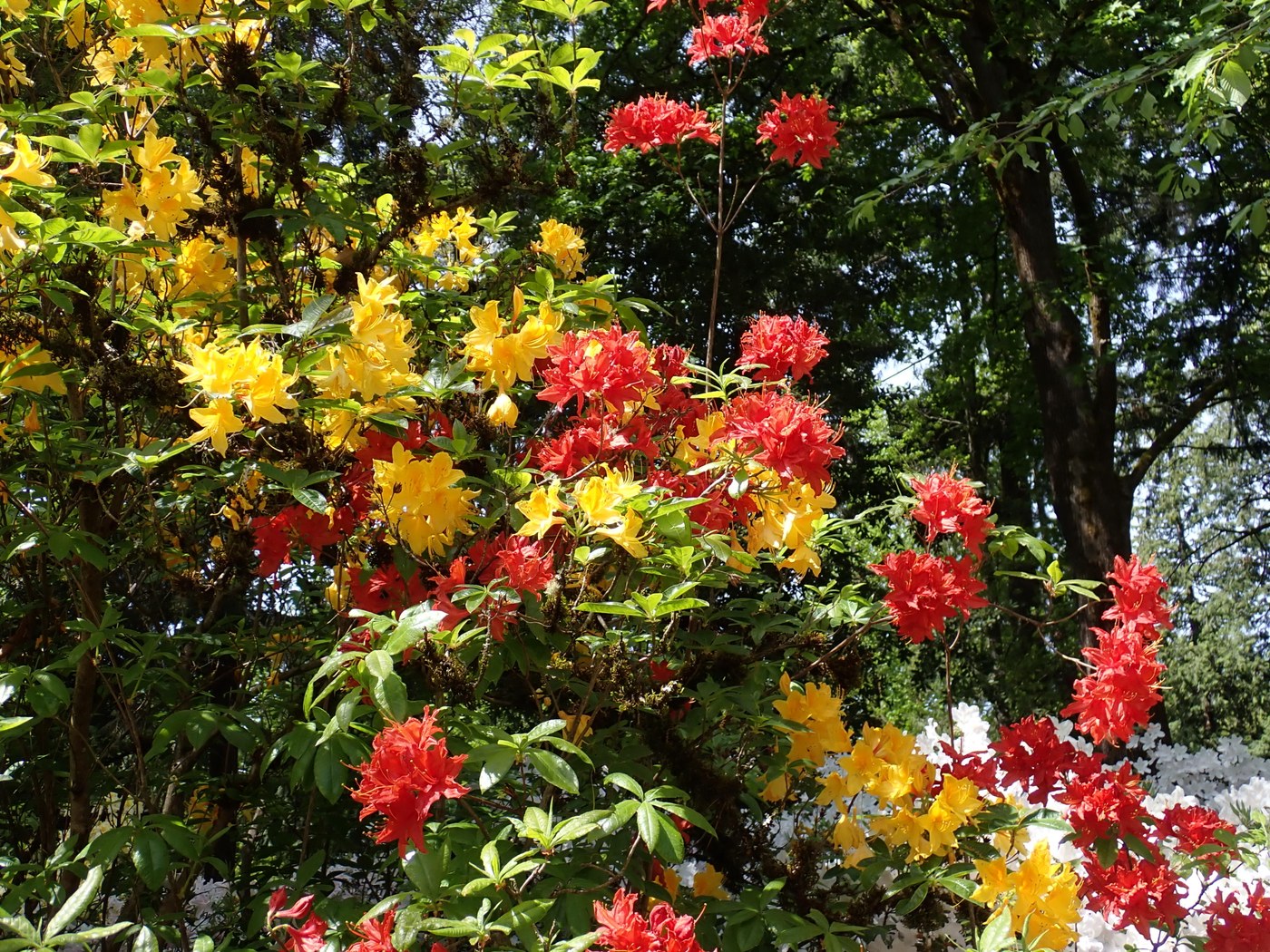Colorful blooming rhododendrons at Washington Park Arboretum. Photo by trip reporter Muledeer.