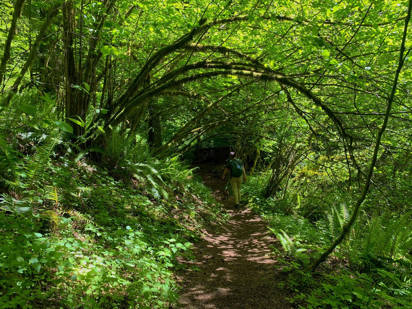 Merrill Lake Conservation Area - Old Growth Loop Trail by findthefuturepath
