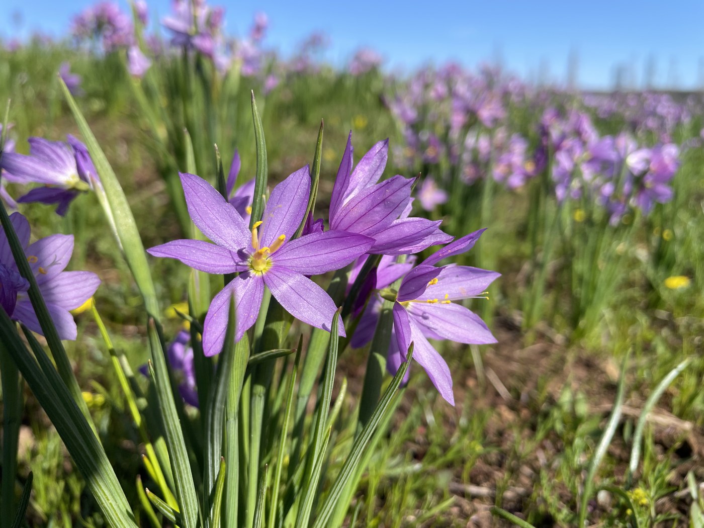 A cluster of grass widows on the Panjab, Oregon Butte, Mount Misery trails. Photo by trip reporter chelshikes.
