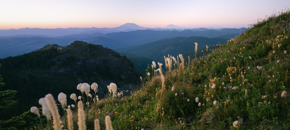 Wild for wildflowers