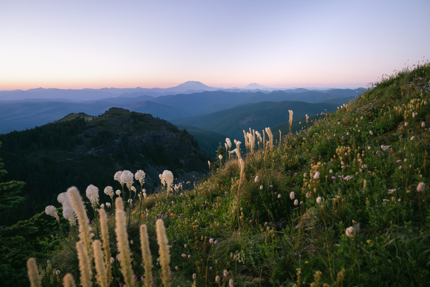 Beargrass swaying in the wind with Mount St. Helens and Mount Rainier in the distance at sunset. Photo by trip reporter KatieJM. 