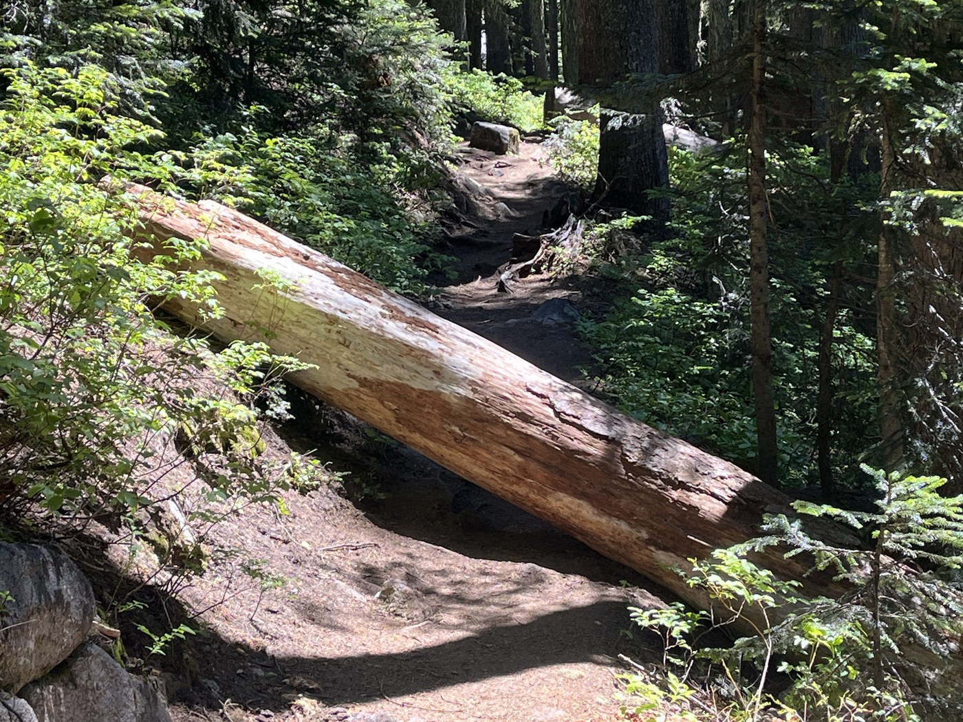 We were able to just push this one off the trail, easy peasy.
