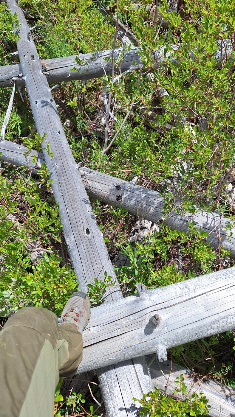 Becoming part squirrel hopping along the blowdowns to get through the snowbrush. I'm over 6' above the ground.
