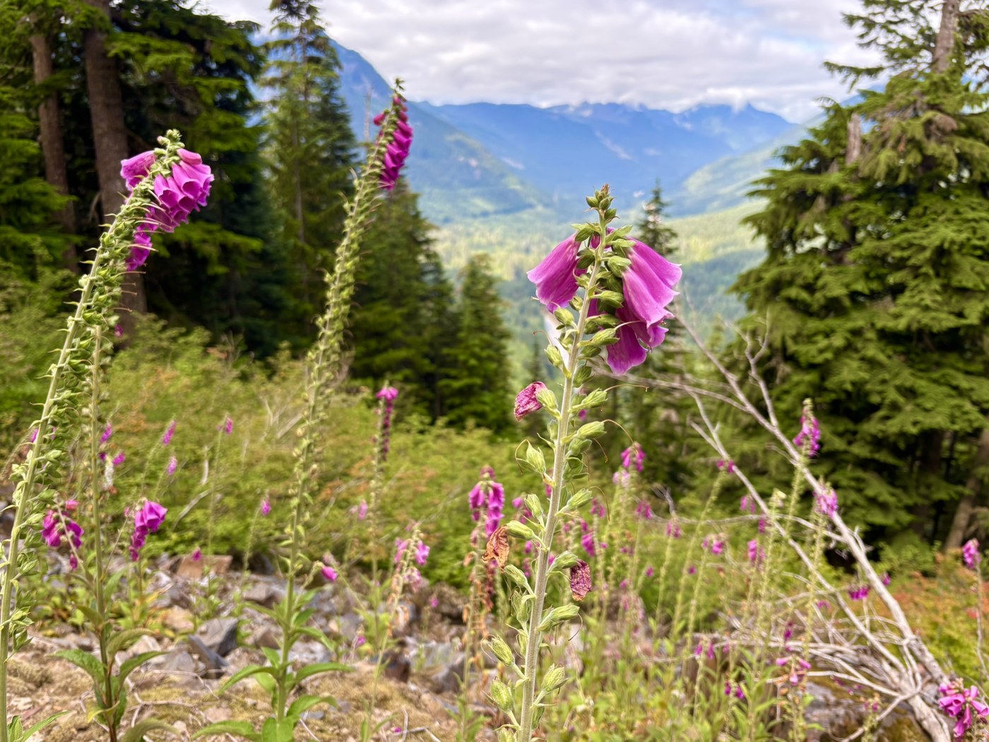 A bunch of foxglove in a field along the Pacific Crest Trail between Snoqualmie Pass and Olallie Meadow. Photo by trip reporter Joe King.