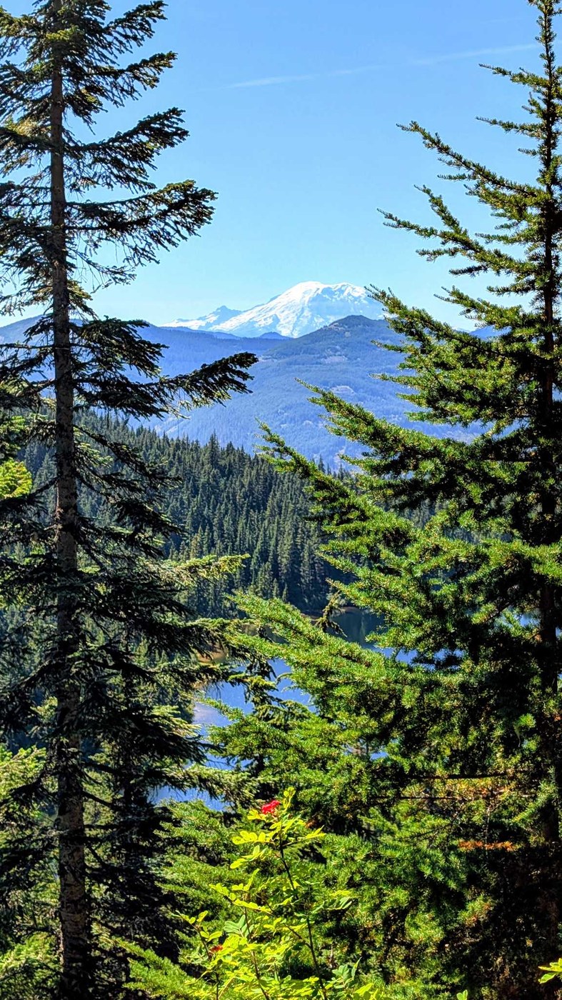 View of Rainier, with Olallie peeking through the trees.