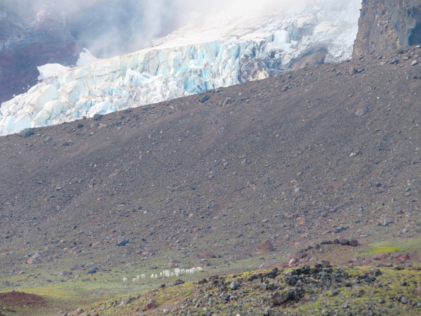 Goats and glaciers ~ BeaverDawg