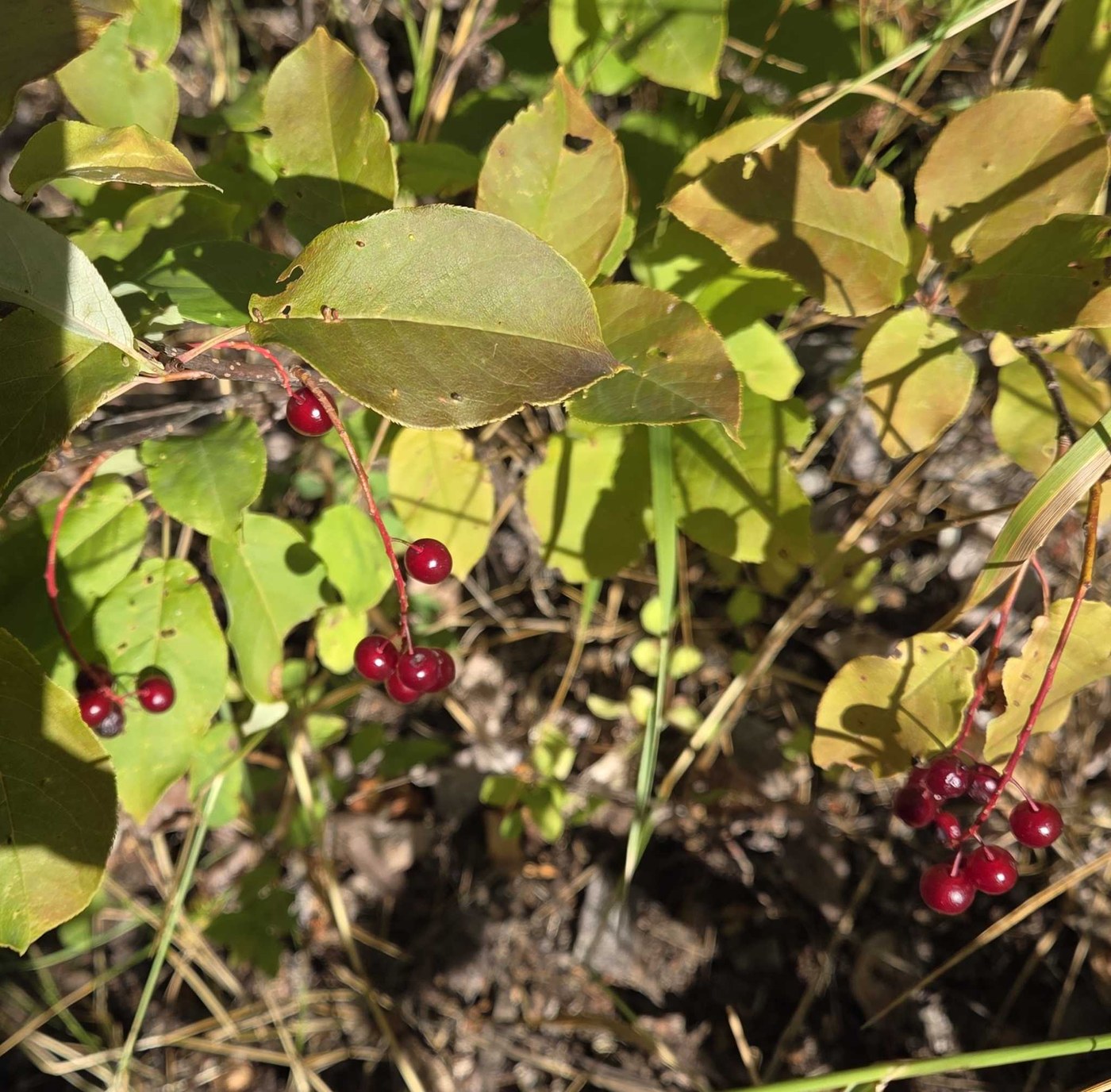 Entiat River by Kathy & Roger
