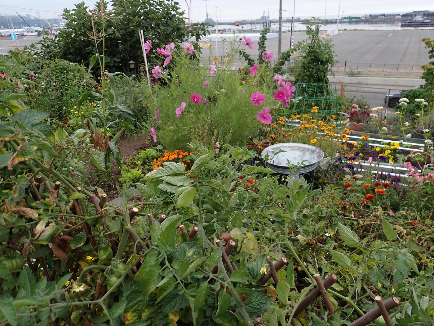 P patch garden