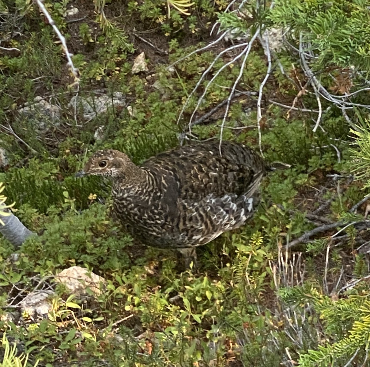 Sooty Grouse