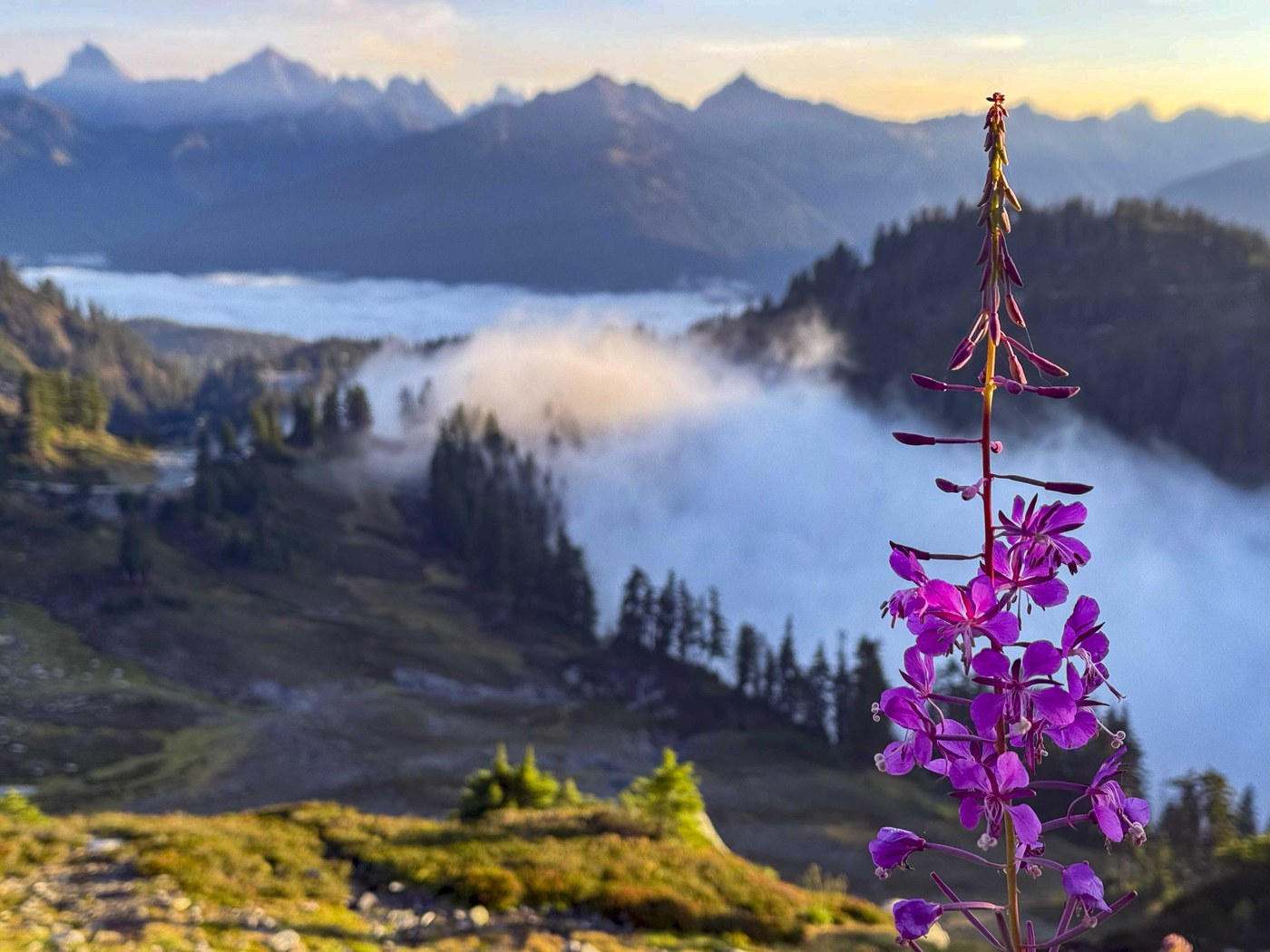 American Border Peak, Mount Larabee and Goat mountains in the distance