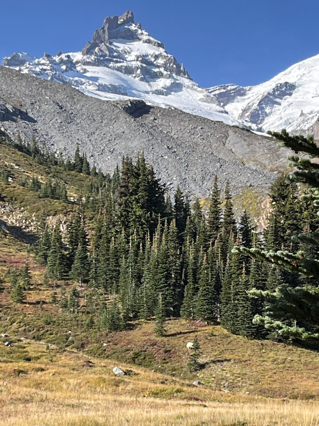 Little Tahoma with a goat in foreground but hard to see