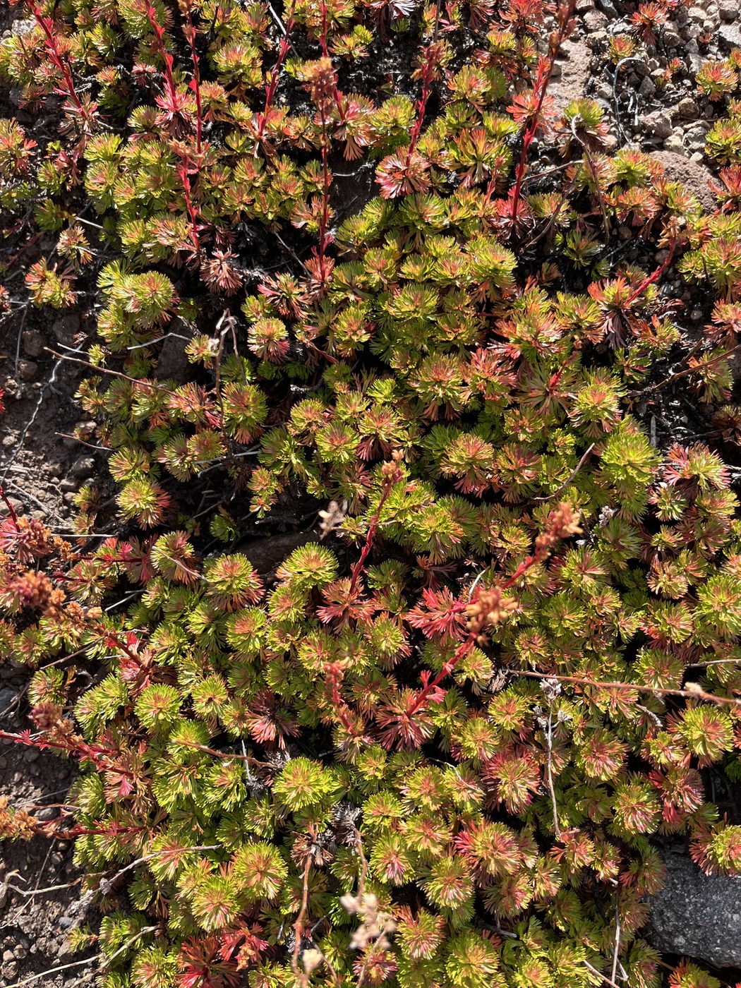 Partridge foot fall foliage