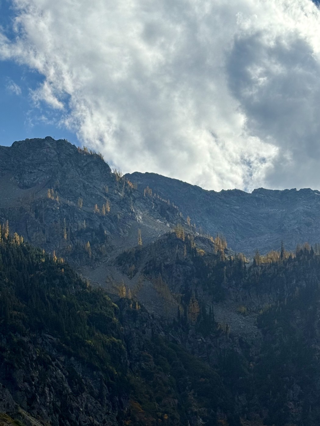 Larches above the lake