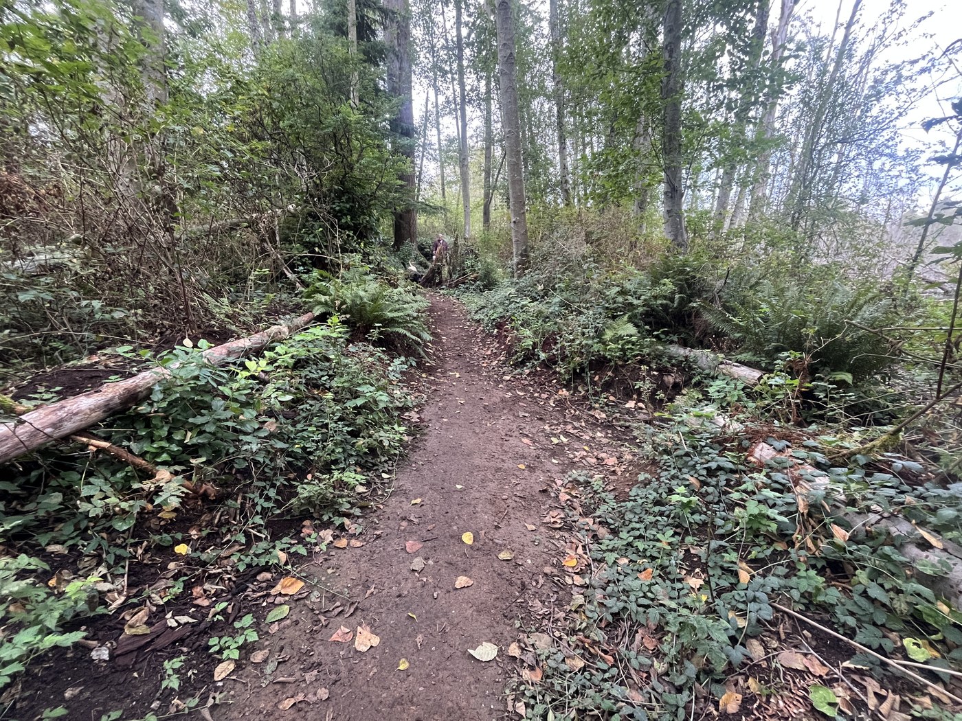 Section of trail I worked on last Feb looking good!