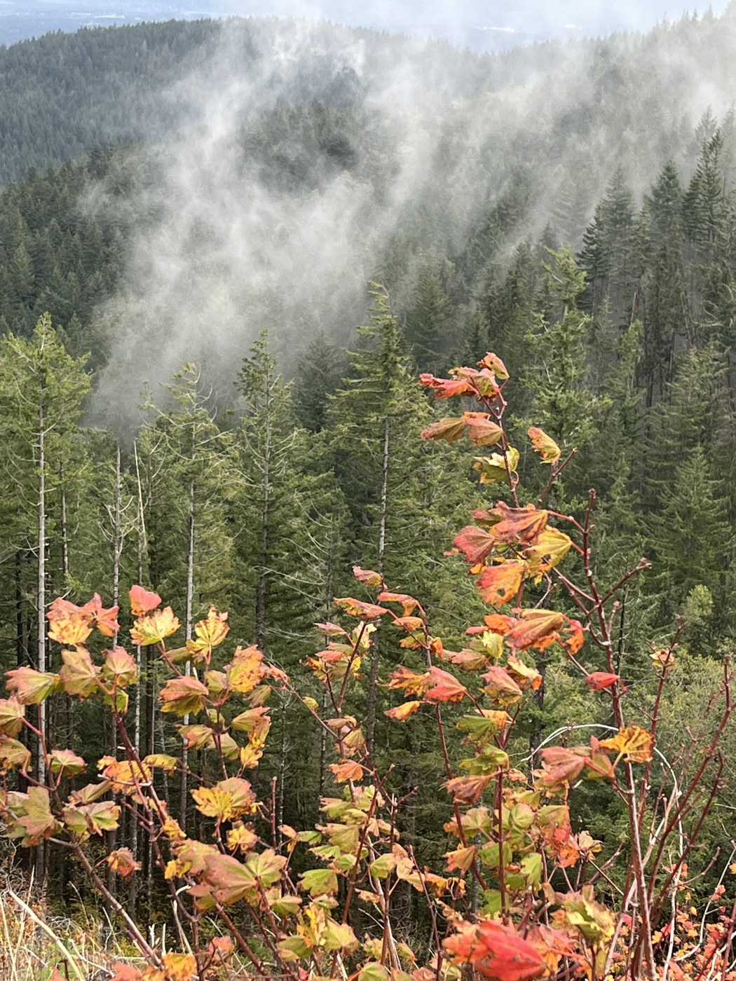 Little bit of fall color at the summit
